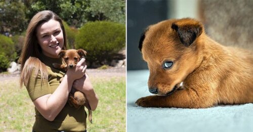 Szczeniak znaleziony w workach z jedzeniem, szczęśliwie adoptowany przez ratownika