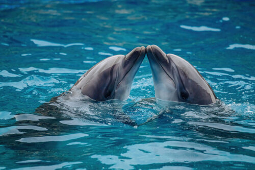 Czy znasz zwierzęta, które uprawiają seks dla przyjemności?