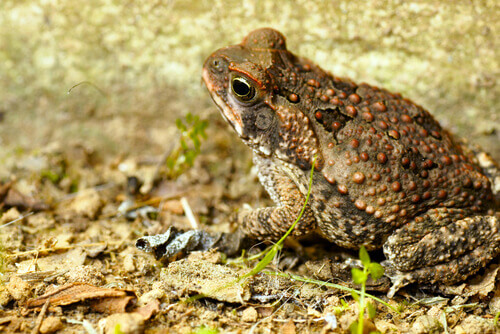 Rhinella marina.
