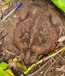 Rhinella marina. Ropucha olbrzymia