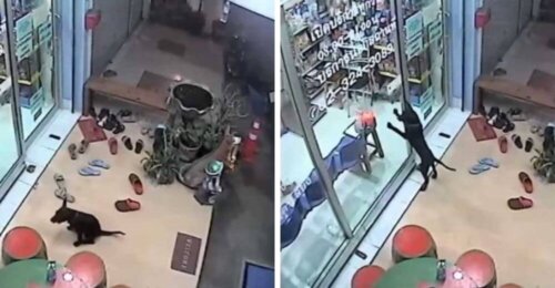 Zagubiony pies przychodzi do weterynarza po pomoc