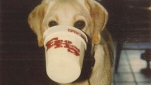 Dog gone historia psa