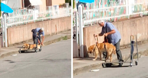 Dziadek o wielkim sercu codziennie wyprowadza na spacer swojego niepełnosprawnego psa