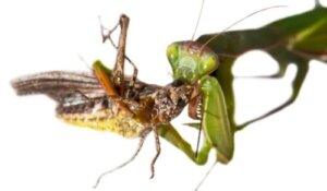 Czy modliszka zwyczajna jest trująca?