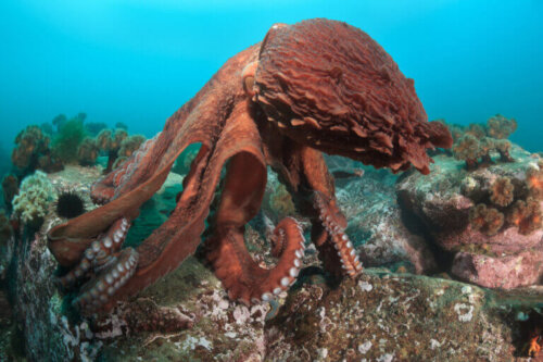 7 gatunków ośmiornic