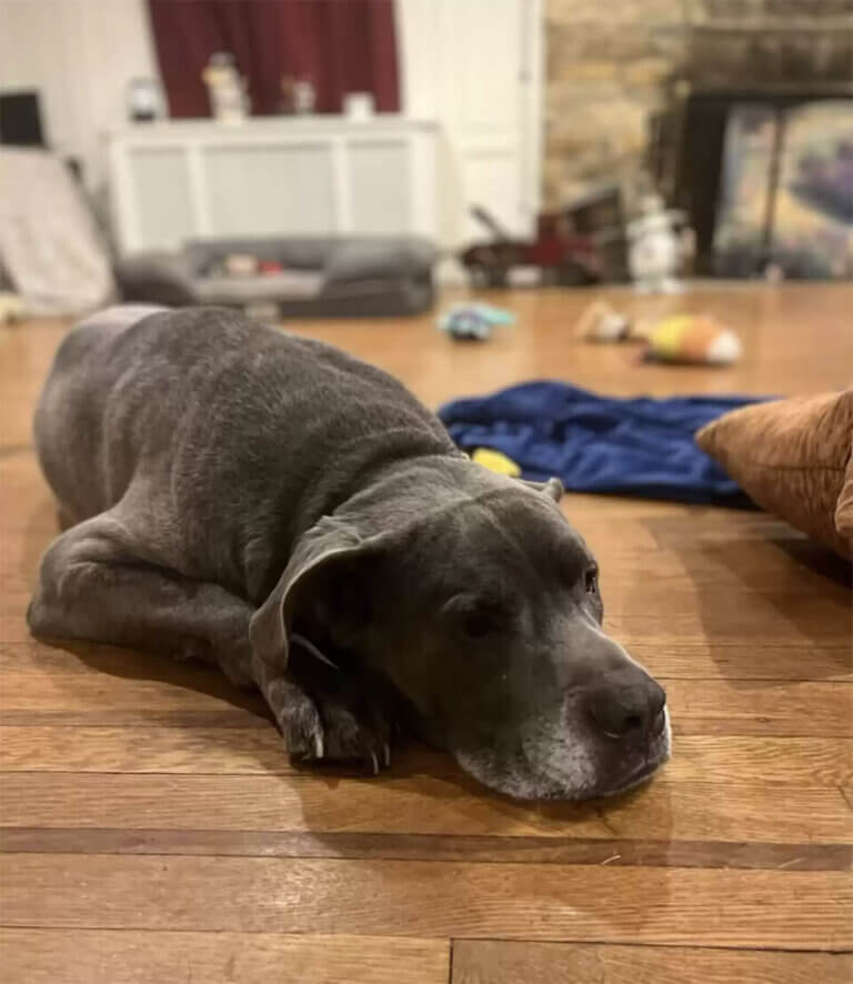 Pies opłakujący właściciela.