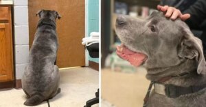 Piesek płacze, gdy jego właściciel jest zmuszony zostawić go w schronisku