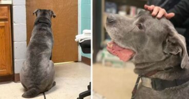 Piesek płacze, gdy jego właściciel jest zmuszony zostawić go w schronisku