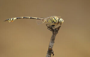 Wazki z gatunku Lindenia tetraphylla