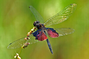 Najpiękniejsze ważki,