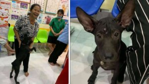 Zagubiony pies odnalazł rodzinę.