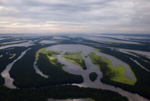 7 najbardziej reprezentatywnych zwierząt Amazonii
