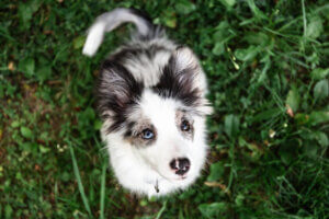 Border collie rasa merle szczeniak