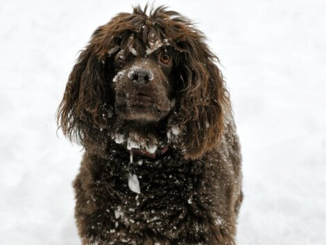Boykin spaniel: wszystko o tej rasie