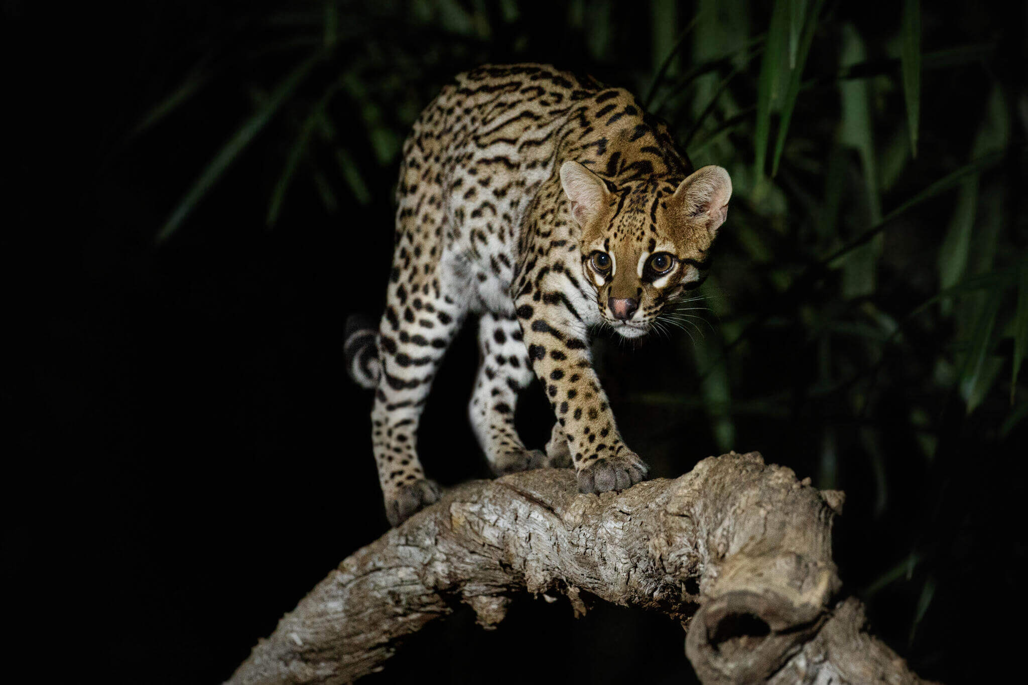 Ocelot