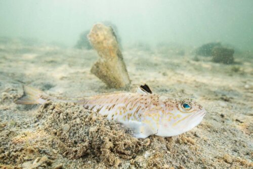 Ostrosz: dlaczego ich jad może być śmiertelnie niebezpieczny i jak z nim walczyć?