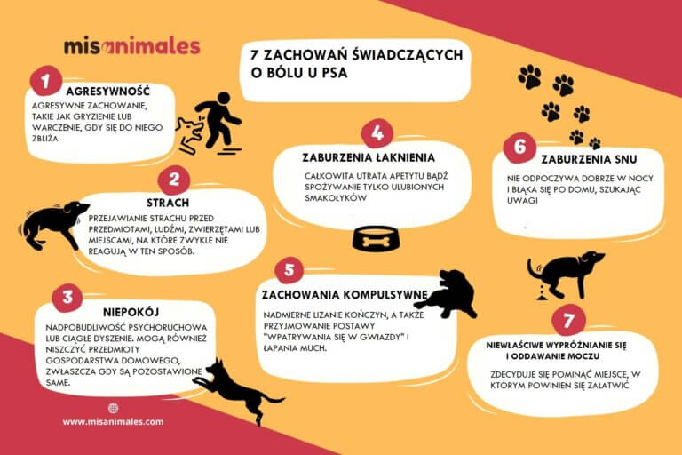 Infografika o symptomach świadczących o bólu u psa.