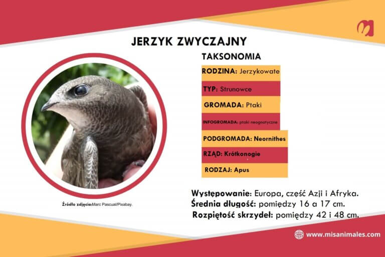 Infografika jerzyk ptak