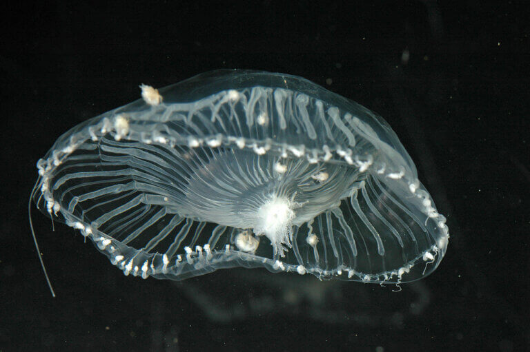 Meduza
