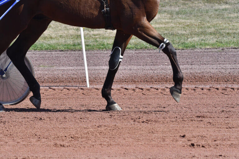 Ochraniacze dla koni