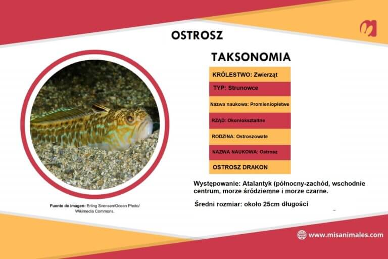 Ostrosz drakon