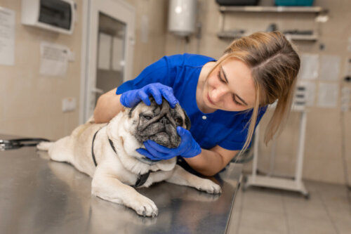 Wrzód indolentny u psów: co to jest, objawy, diagnoza i leczenie?
