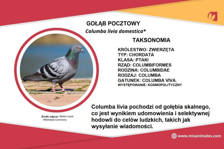Gołąb pocztowy