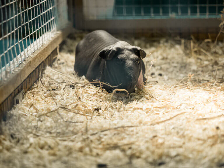 Klatka winki morskiej,