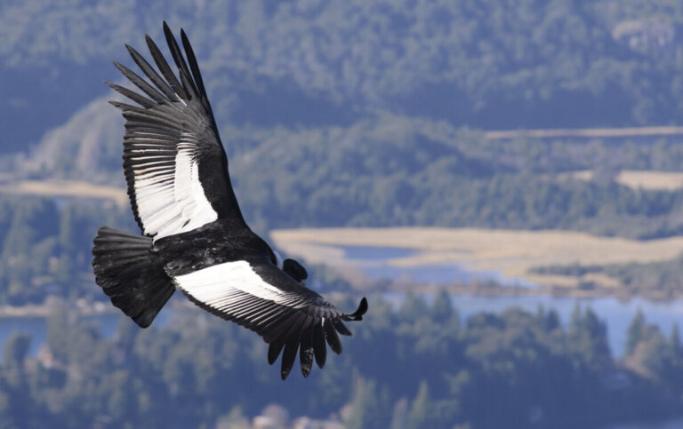 4 wyjątkowe ptaki Kolumbii: piękno i różnorodność