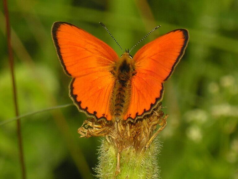 Okaz Lycaena virgaureae, motyle.