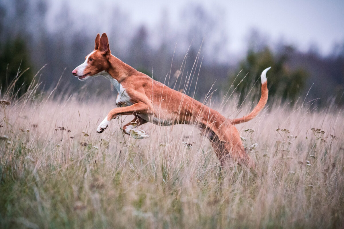 Podenco z ibizy: charakterystyka i pielęgnacja