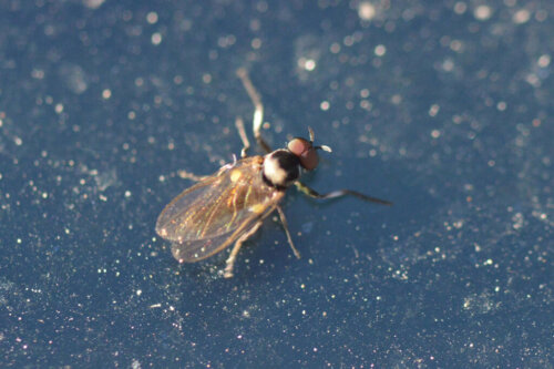 Czarna mucha: co musisz wiedzieć i jak się chronić?