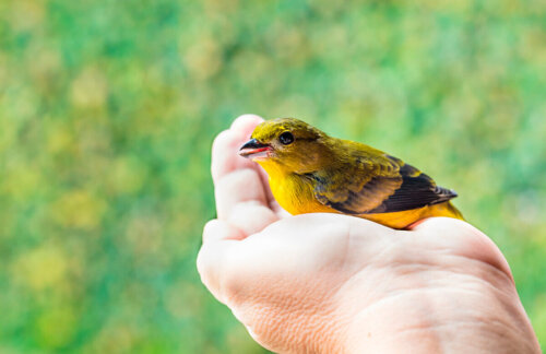 Kanarek: jak nauczyć go śpiewać?