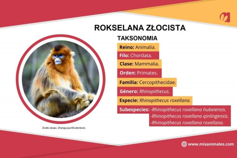 Rokselana złocista
