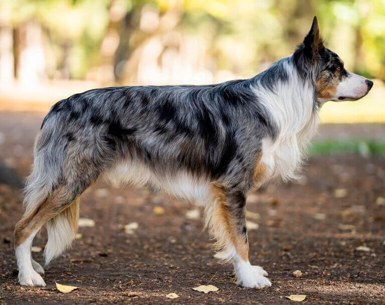 blue merle trzykolorowy
