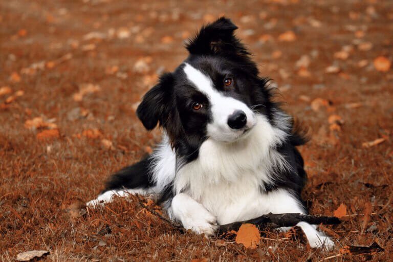 Biao-czarny border collie