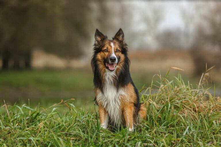 Prezentujemy wszystkie kolory border collie: Sable