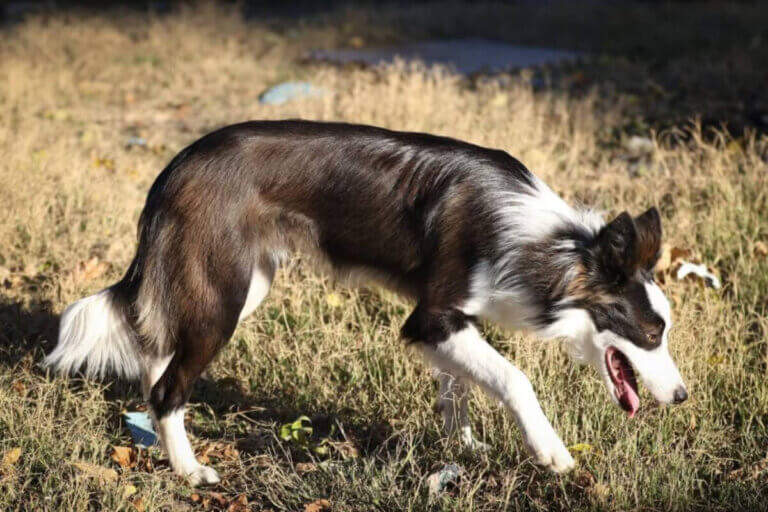 Border collie seal