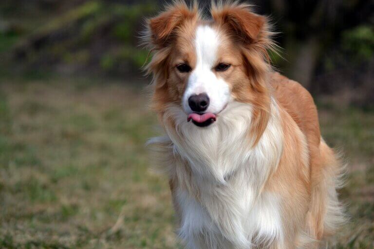 Ee red border collie