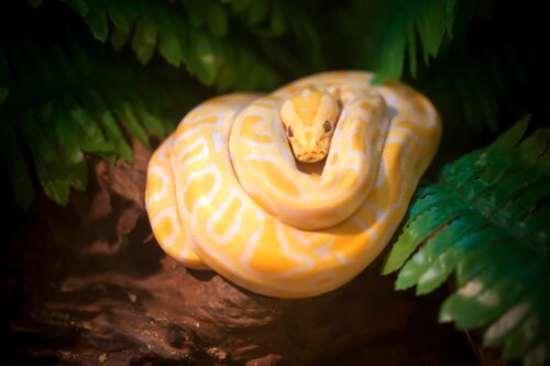 30 najbardziej niebezpiecznych zwierząt na świecie