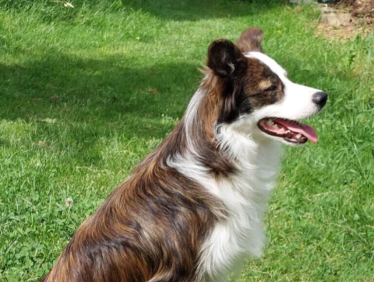Pr€gowany border collie
