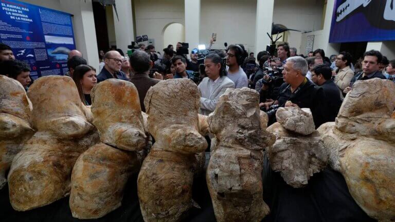 Skamieniałości wieloryba.