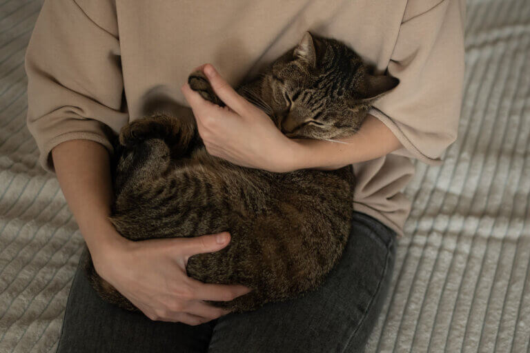 Kot ostatnie pożegnanie