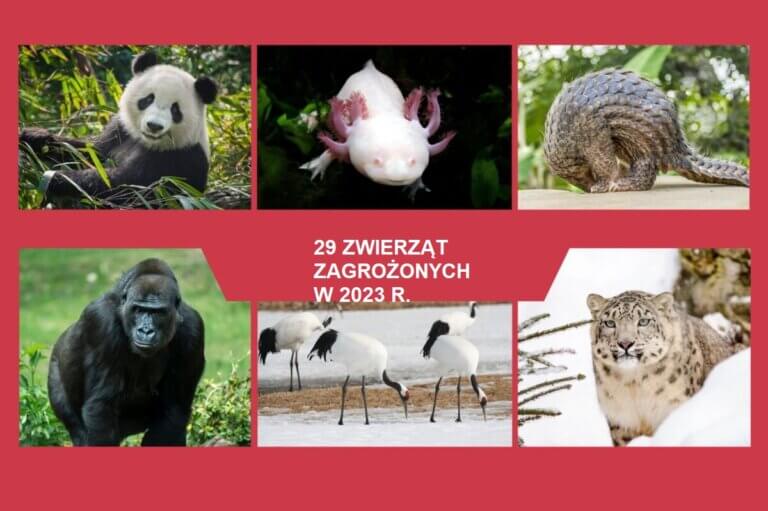 Panda i 28 zwierząt zagrożonych wyginięciem do 2023 r.