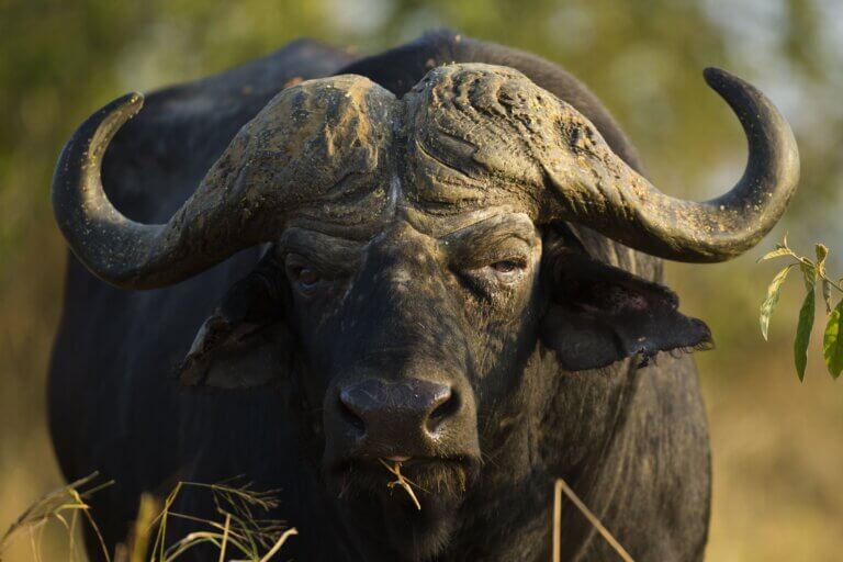 Bawół afrykański.