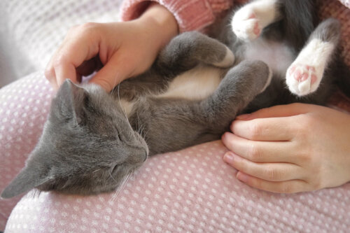 Dlaczego kot śpi w twoich nogach?