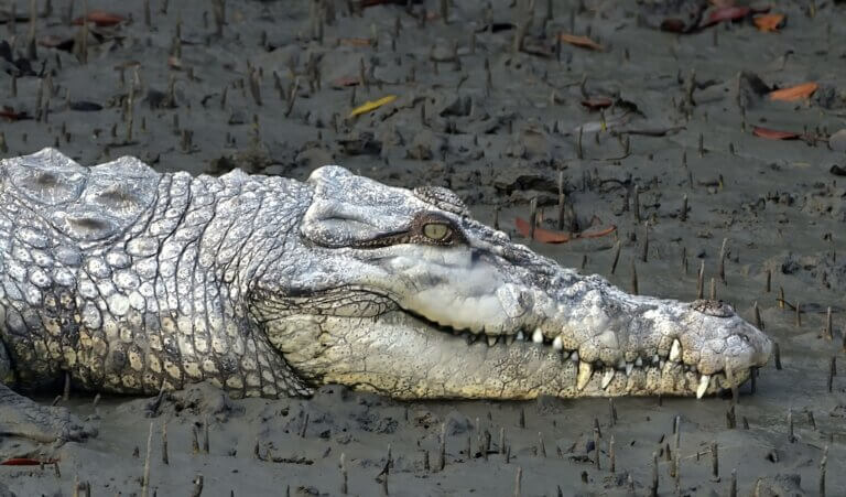 Krokodyl słonowodny