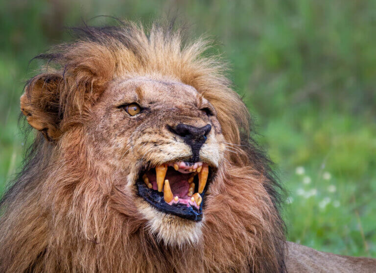 Wściekły lew
