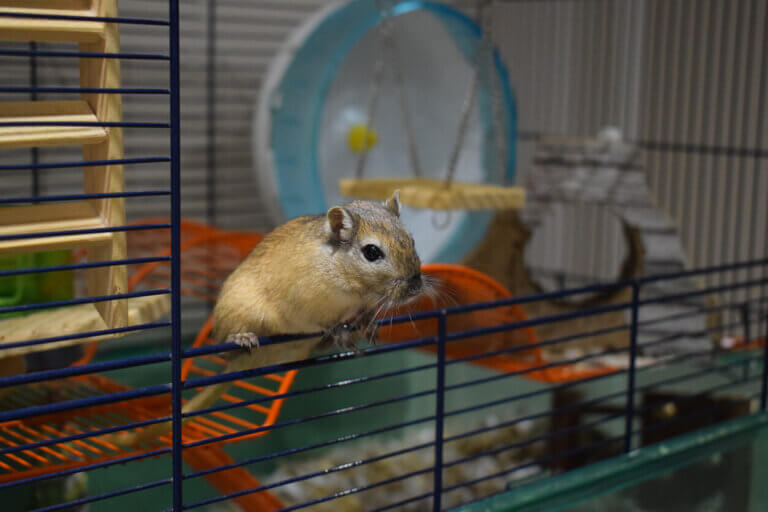 Myszoskoczek w klatce.