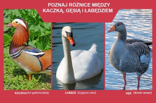 Poznaj różnice między kaczką, gęsią, gąską i łabędziem